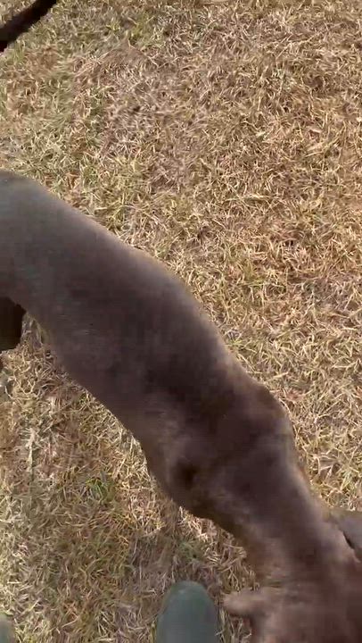 Enlarge Bailey, a Adoptable mixed breed in Syracuse, NY video 3/6