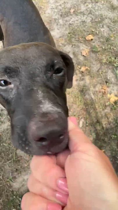 Enlarge Bailey, a Adoptable mixed breed in Syracuse, NY video 4/6