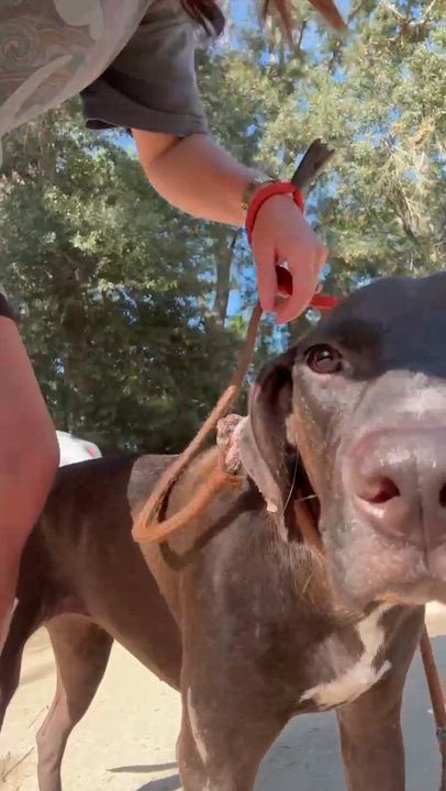 Enlarge Bailey, a Adoptable mixed breed in Syracuse, NY video 5/6