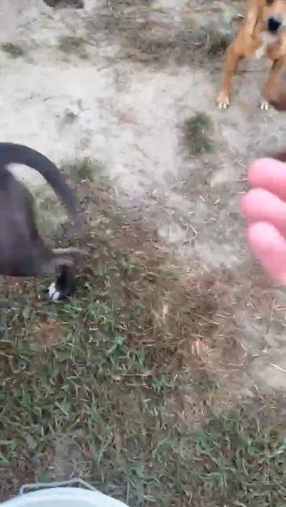 Enlarge Bailey, a Adoptable mixed breed in Syracuse, NY video 6/6
