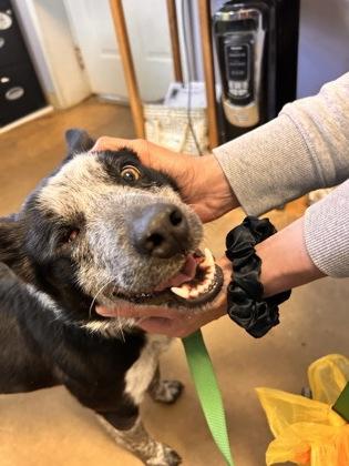 Enlarge Light Lilly, a ADOPTABLE Mixed Breed in Marshall, NC image 1/1