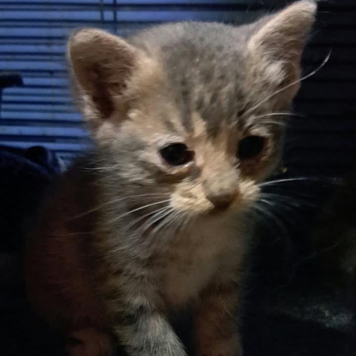 Carlie, Adoptable, Kitten Female Domestic Short Hair.