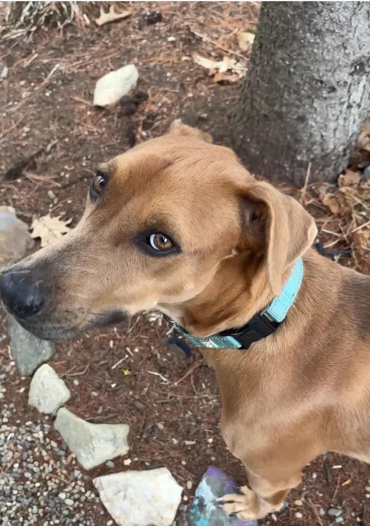 Enlarge Tommy, a Adoptable Mixed Breed in Sandwich, MA image 5/6