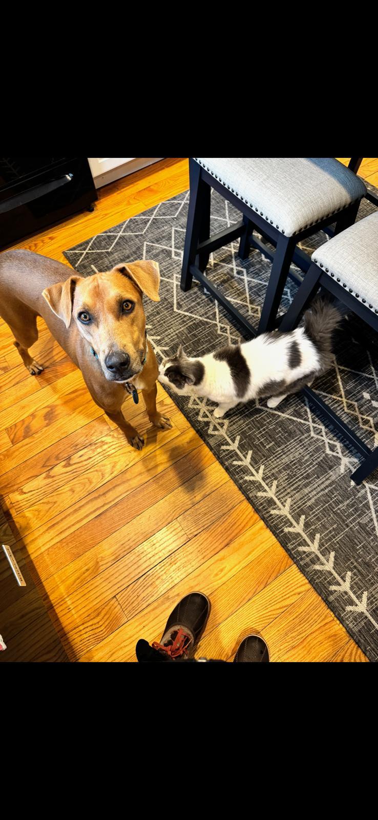 Enlarge Tommy, a Adoptable Mixed Breed in Sandwich, MA image 4/6