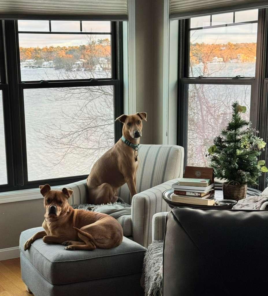 Enlarge Tommy, a Adoptable Mixed Breed in Sandwich, MA image 2/6