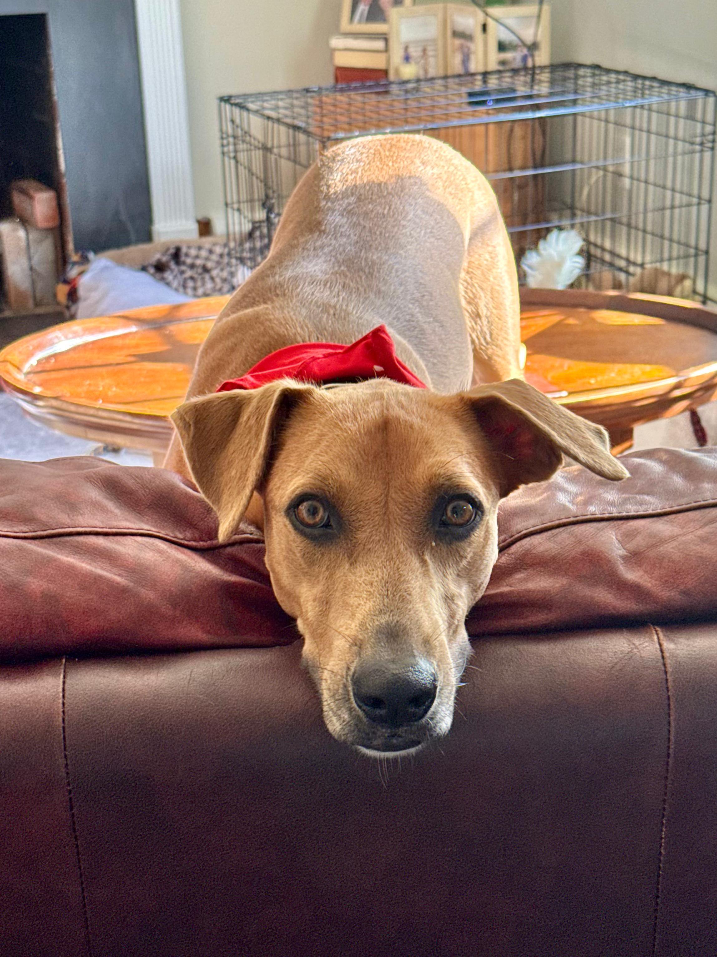 Enlarge Tommy, a Adoptable Mixed Breed in Sandwich, MA image 1/6