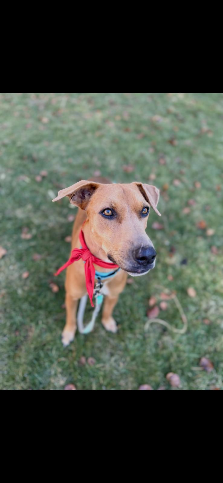 Enlarge Tommy, a Adoptable Mixed Breed in Sandwich, MA image 3/6