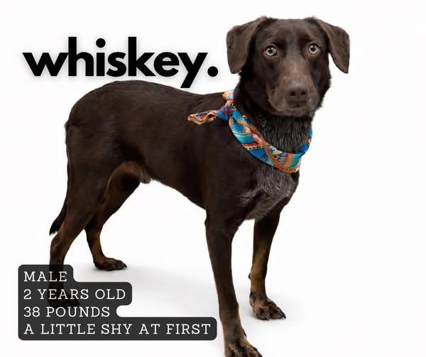 Whiskey, Adoptable, Adult Male Mixed Breed.