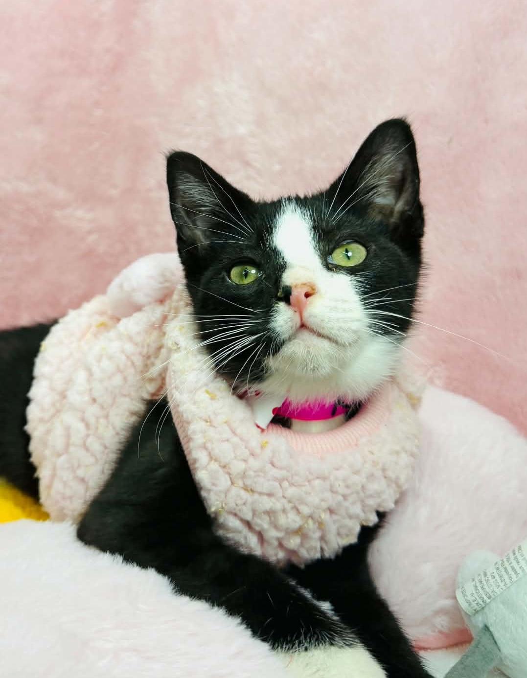 Kendall, a ADOPTABLE Tuxedo in Tavares, FL image 2/4