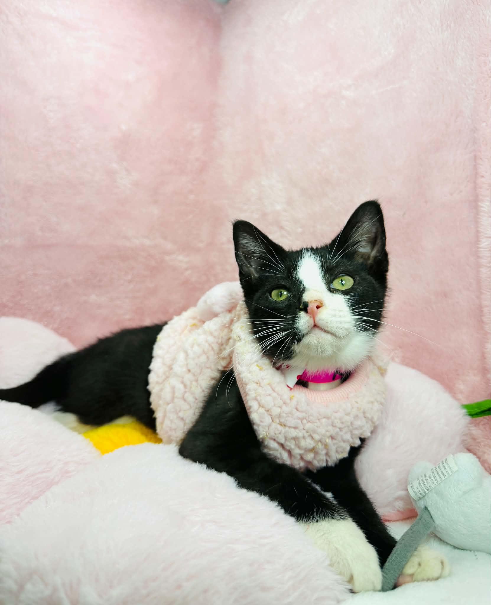 Kendall, ADOPTABLE, Kitten Female Tuxedo.