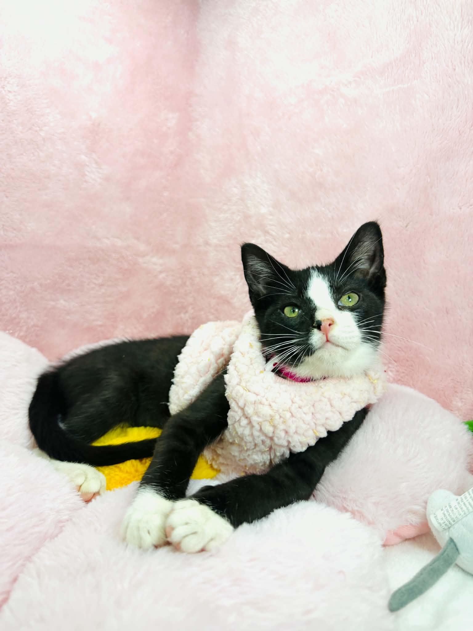 Kendall, a ADOPTABLE Tuxedo in Tavares, FL image 3/4