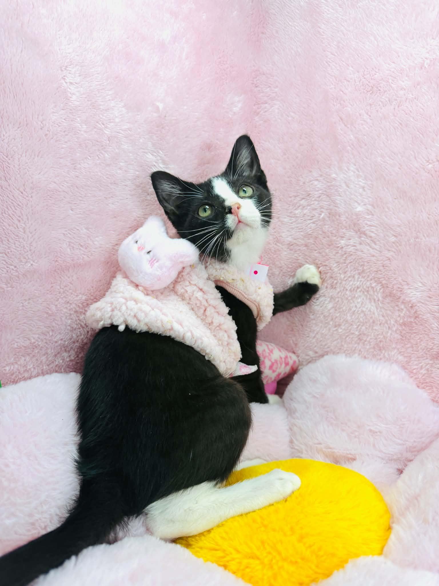Kendall, a ADOPTABLE Tuxedo in Tavares, FL image 4/4