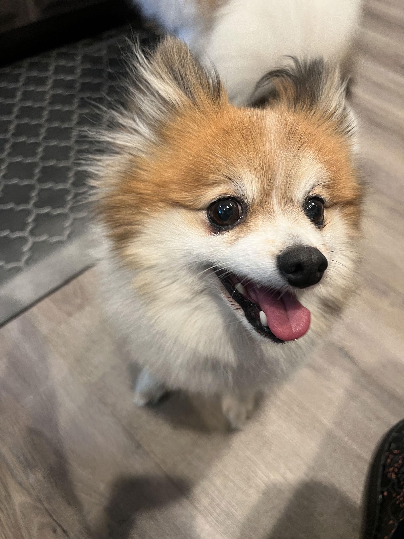 Enlarge Vivian-PMRT, a Adopted Pomeranian in Pataskala, OH image 1/3