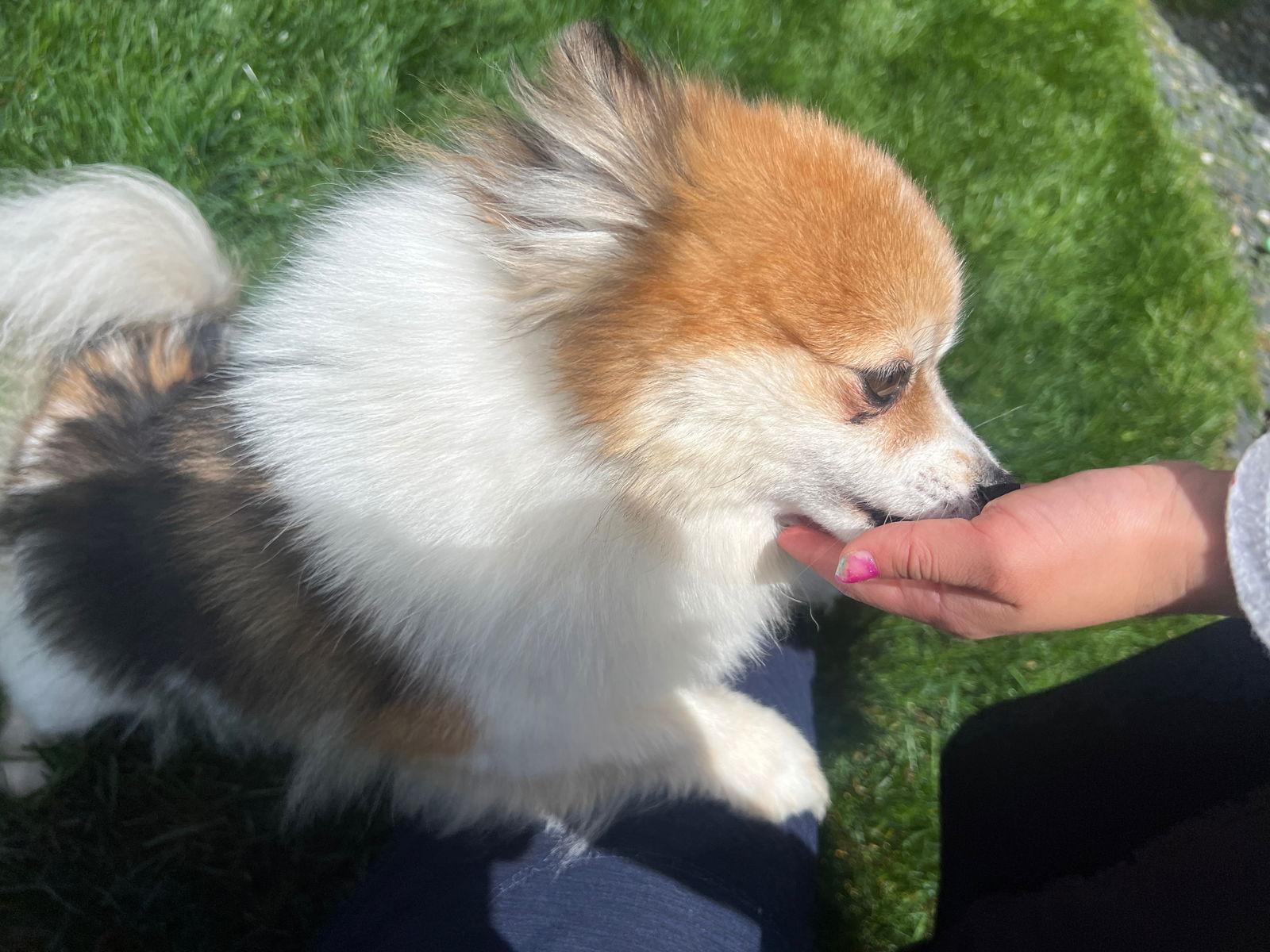 Enlarge Vivian-PMRT, a Adopted Pomeranian in Pataskala, OH image 2/3