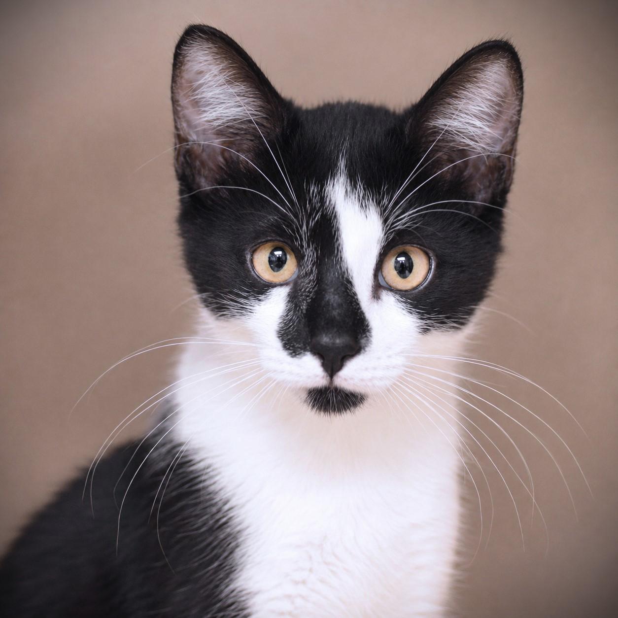 Bot, Adopted, Kitten Male Domestic Short Hair.