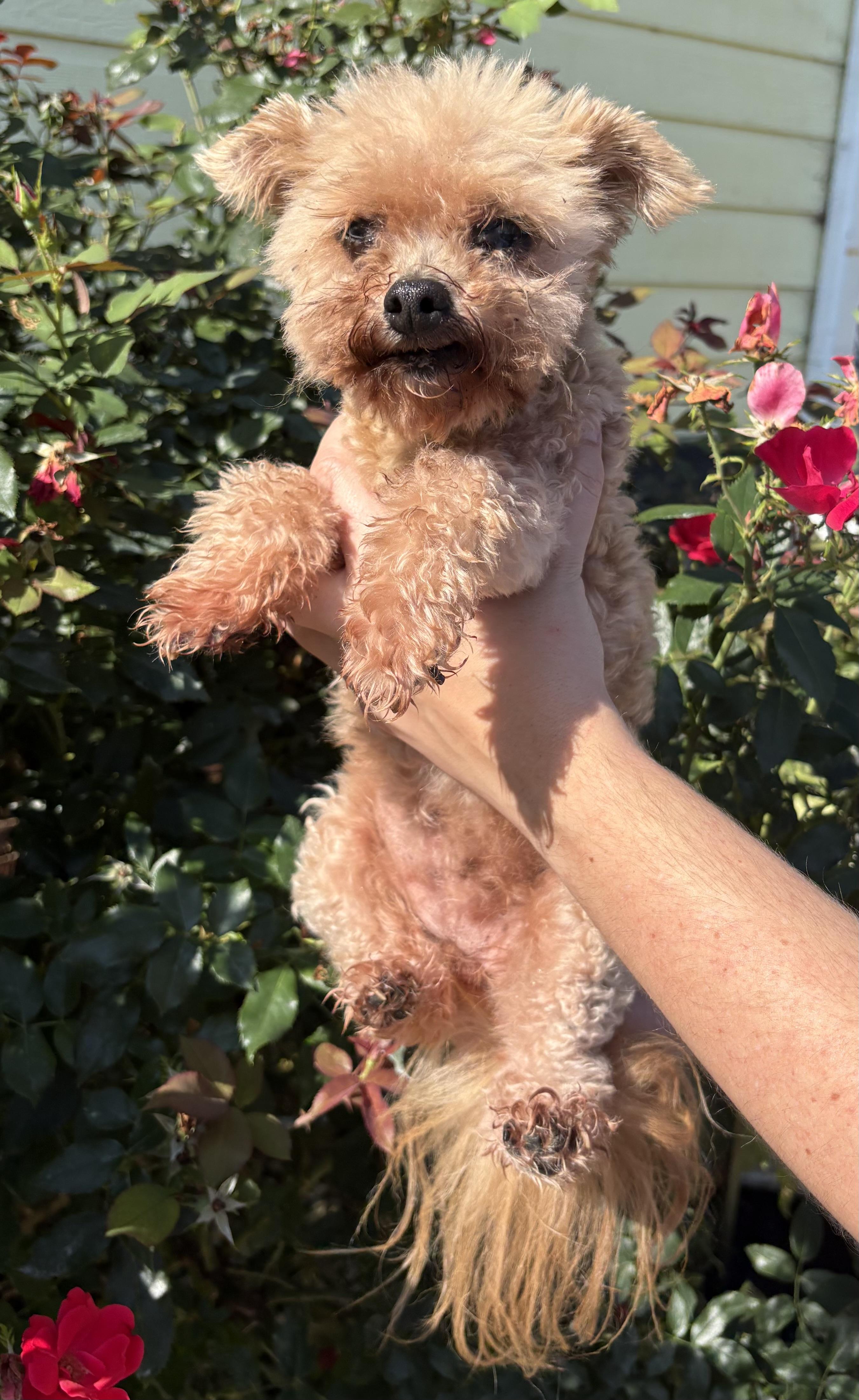 Princess, adopted, Senior Female Maltipoo.