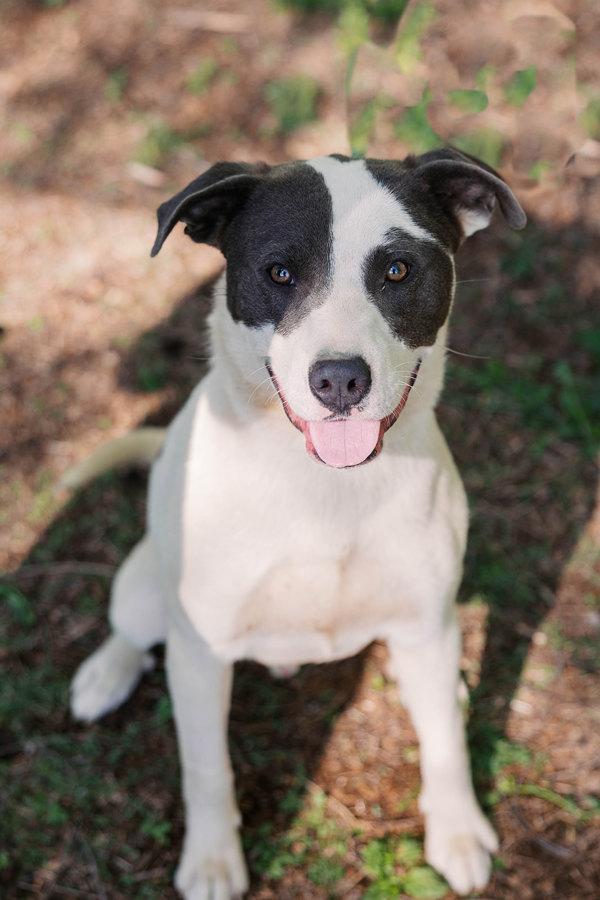 Oreo, Adoptable, Adult Male Labrador Retriever & Hound.