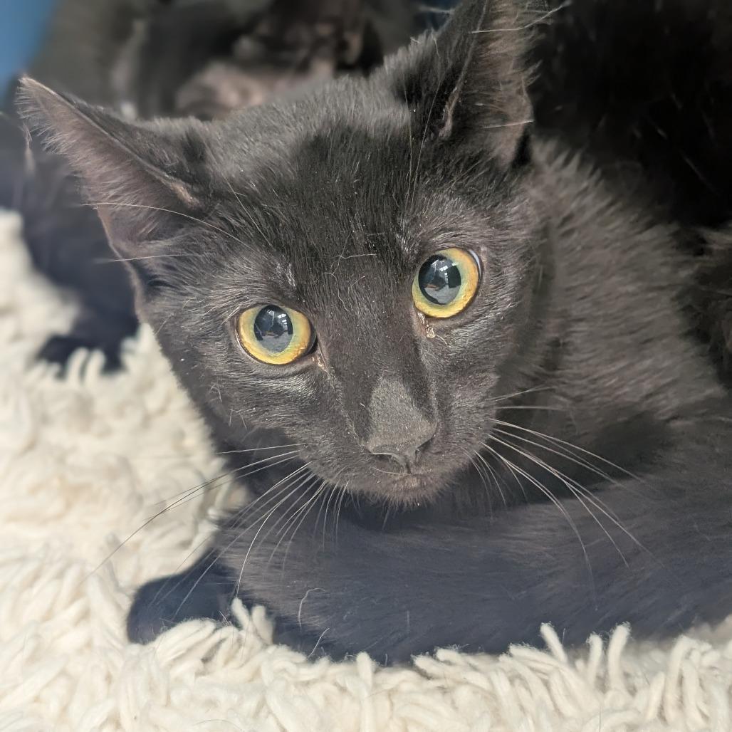 Onyx, Adoptable, Young Female Domestic Short Hair.