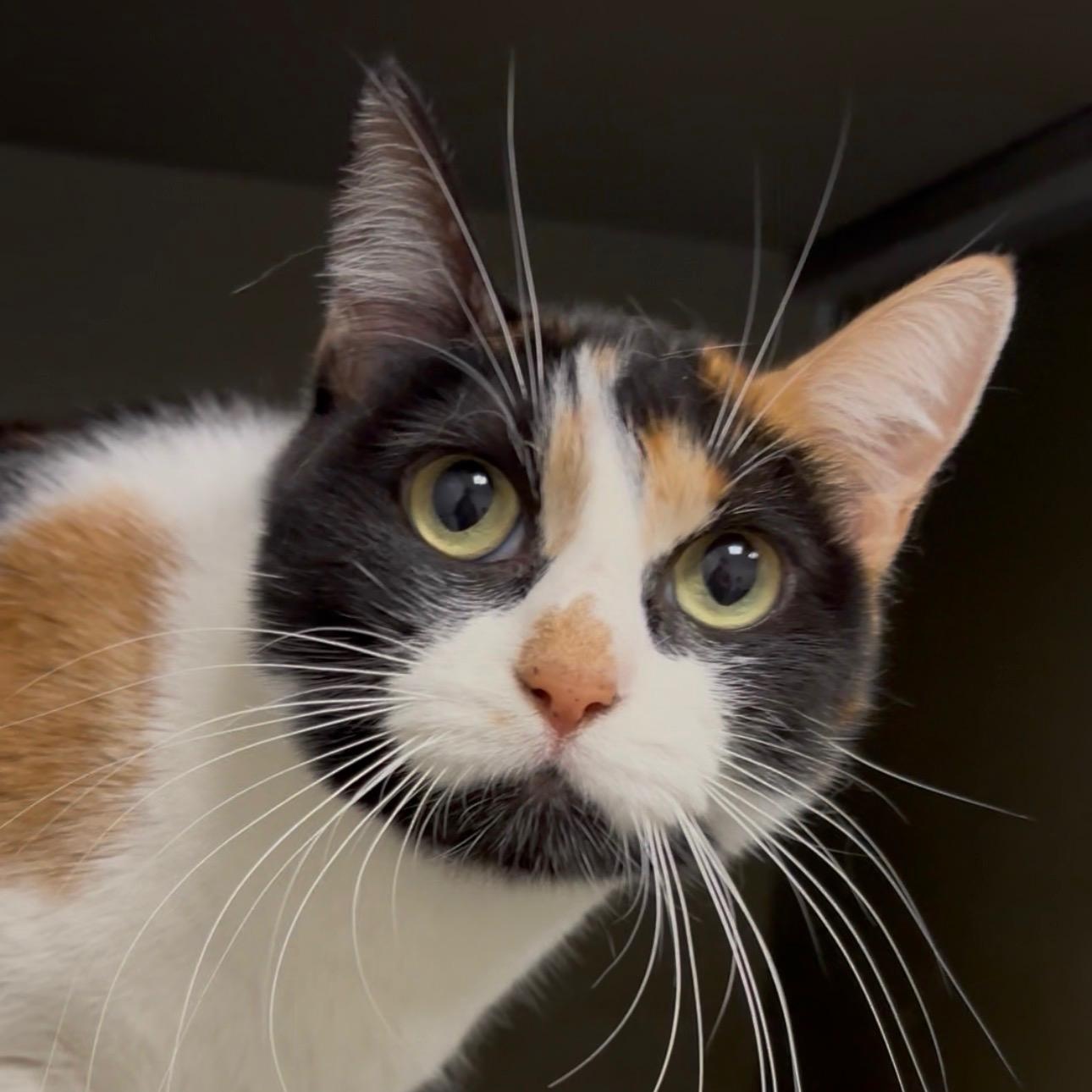 Everleigh INDOOR ONLY, Adoptable, Young Female Domestic Short Hair.