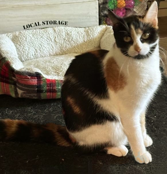 Everleigh INDOOR ONLY, a Adoptable Domestic Short Hair in Stockton, CA image 2/3