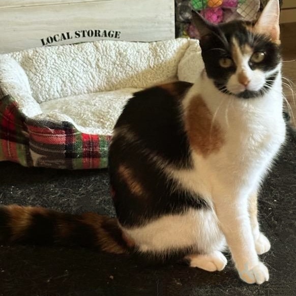 Enlarge Everleigh INDOOR ONLY, a Adoptable Domestic Short Hair in Lodi, CA image 3/6