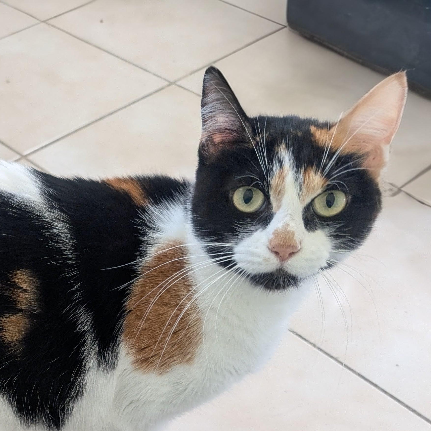 Enlarge Everleigh INDOOR ONLY, a Adoptable Domestic Short Hair in Lodi, CA image 4/6