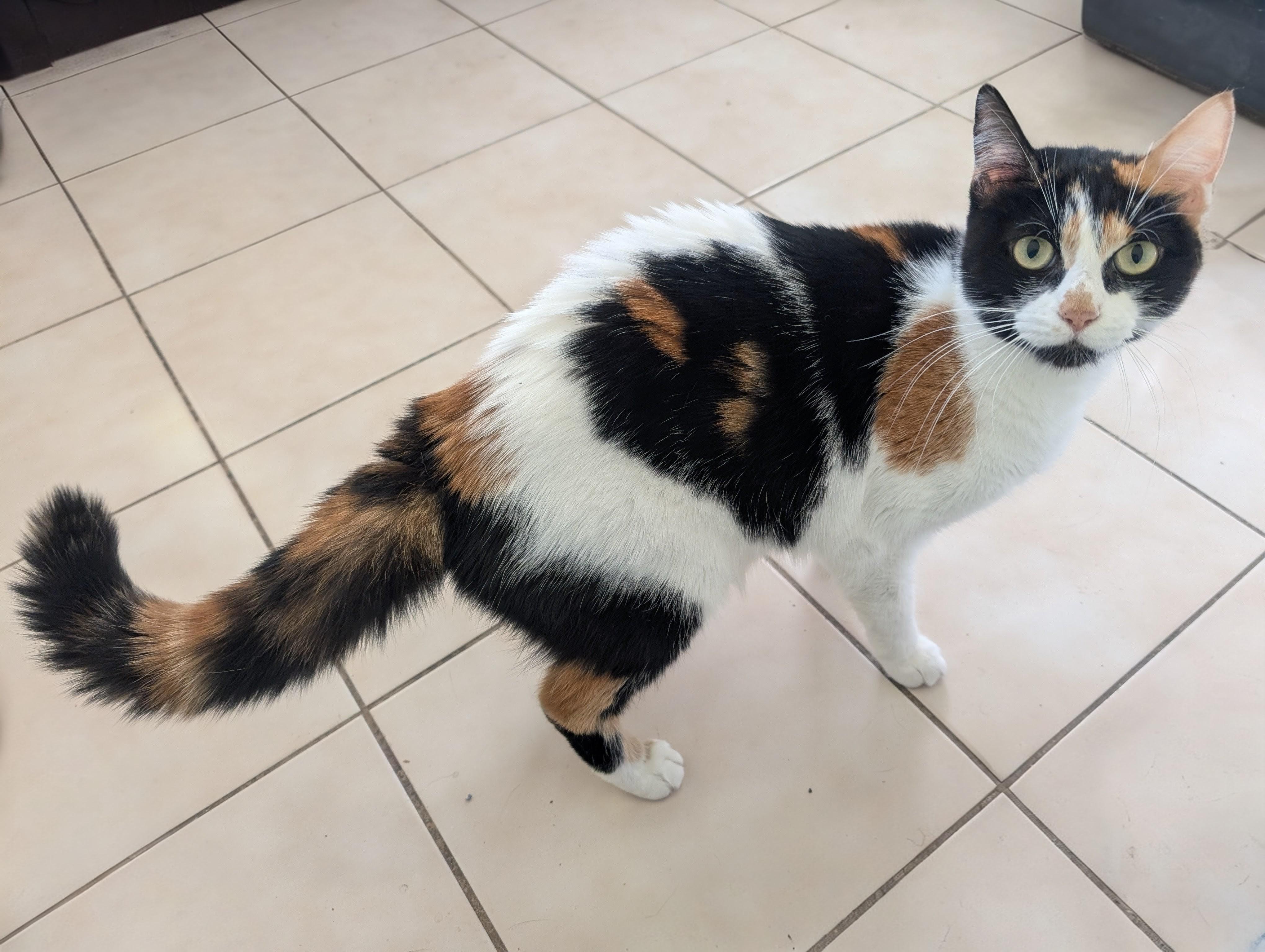 Everleigh INDOOR ONLY, a Adoptable Domestic Short Hair in Stockton, CA image 3/3