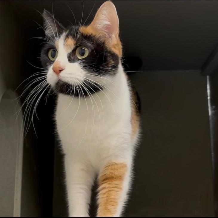 Enlarge Everleigh INDOOR ONLY, a Adoptable Domestic Short Hair in Lodi, CA image 5/6