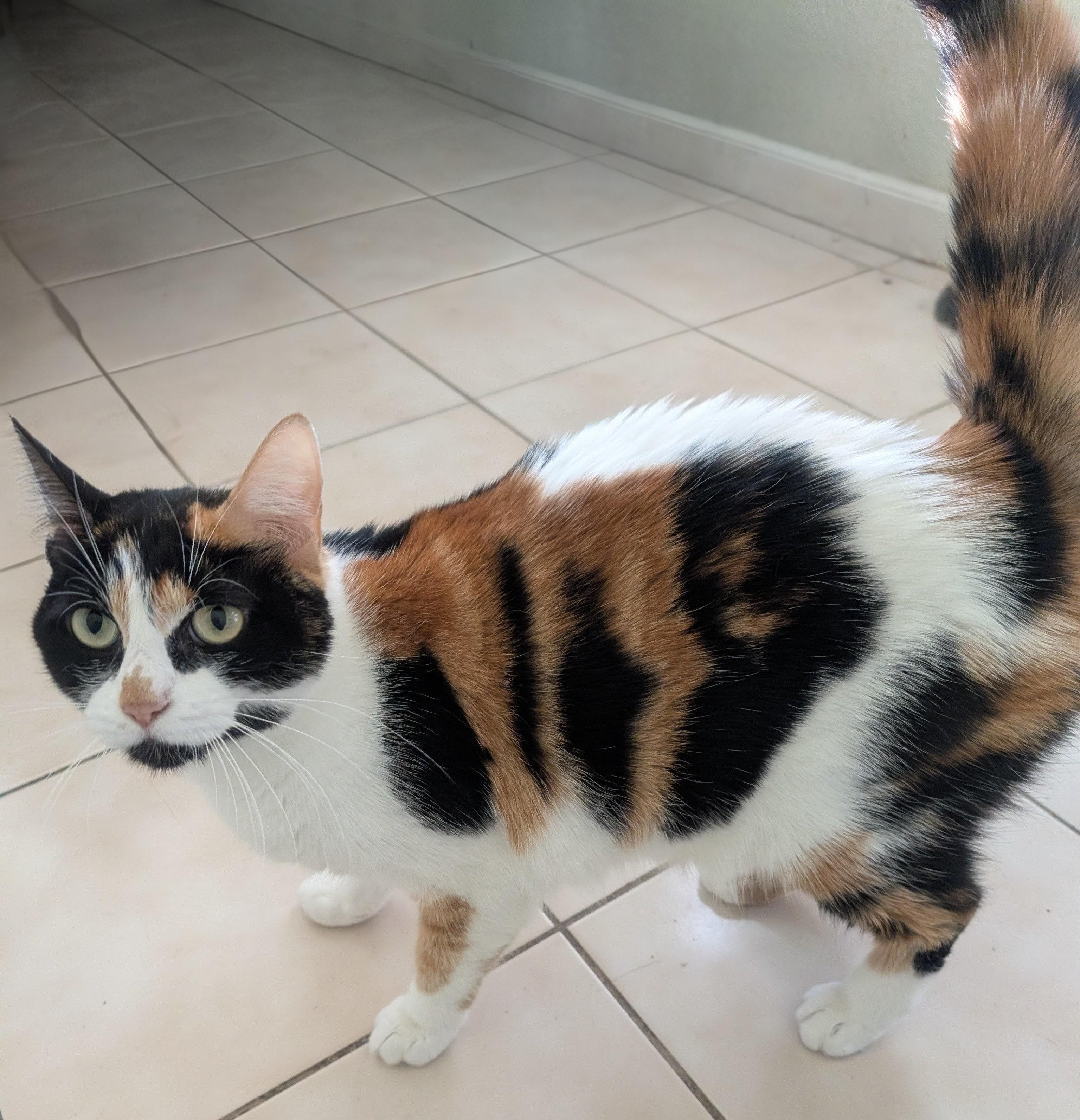 Everleigh INDOOR ONLY, an adoptable Domestic Short Hair in Stockton, CA, 95212 | Photo Image 1