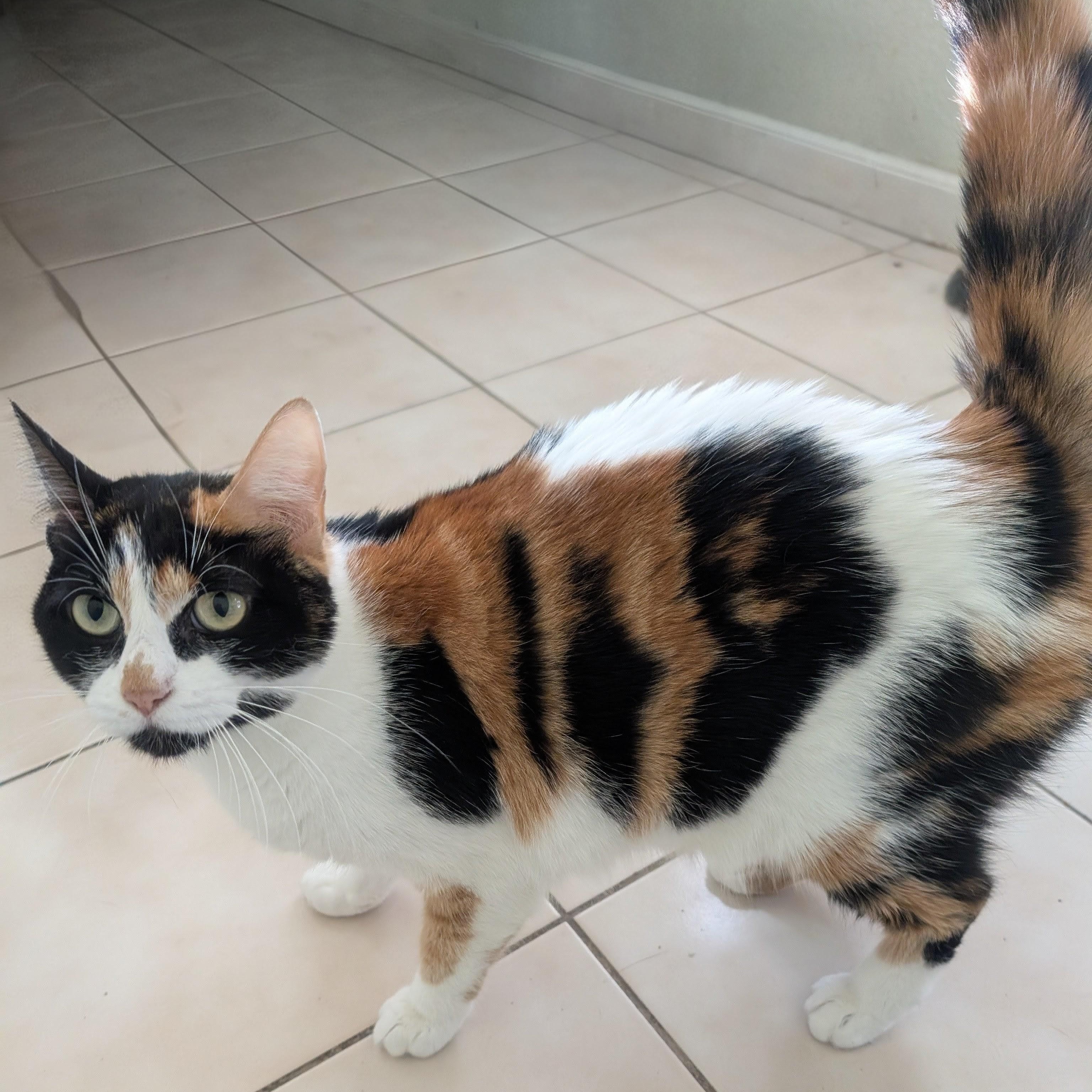 Enlarge Everleigh INDOOR ONLY, a Adoptable Domestic Short Hair in Lodi, CA image 2/6