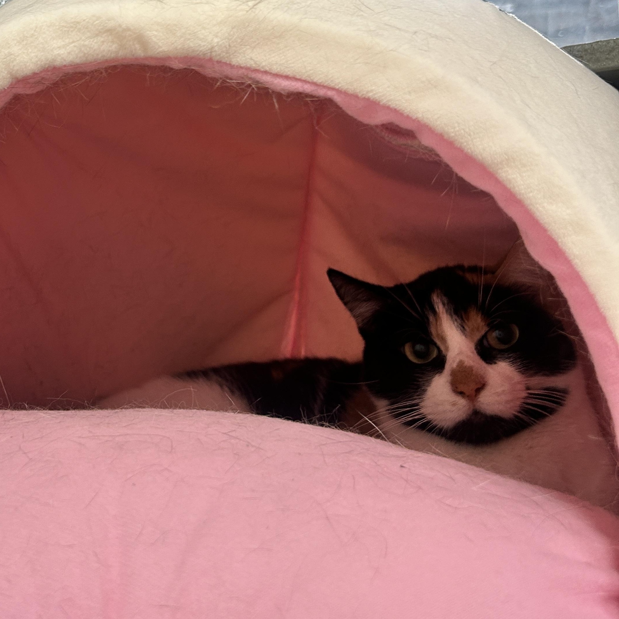 Everleigh INDOOR ONLY — thumbnail 6