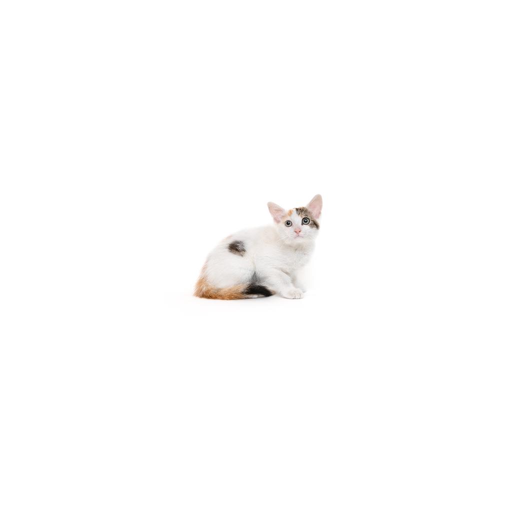 Toodle, Adoptable, Kitten Female Domestic Short Hair.