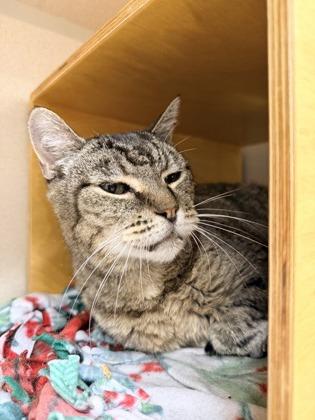 Enlarge Luka, a Adoptable mixed breed in Bellevue, WA image 1/3