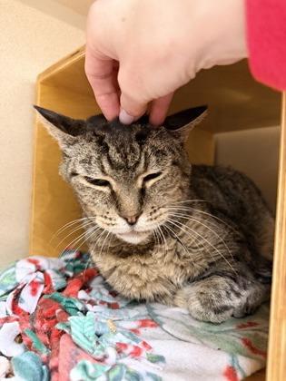 Enlarge Luka, a Adoptable mixed breed in Bellevue, WA image 2/3