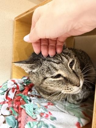 Enlarge Luka, a Adoptable mixed breed in Bellevue, WA image 3/3