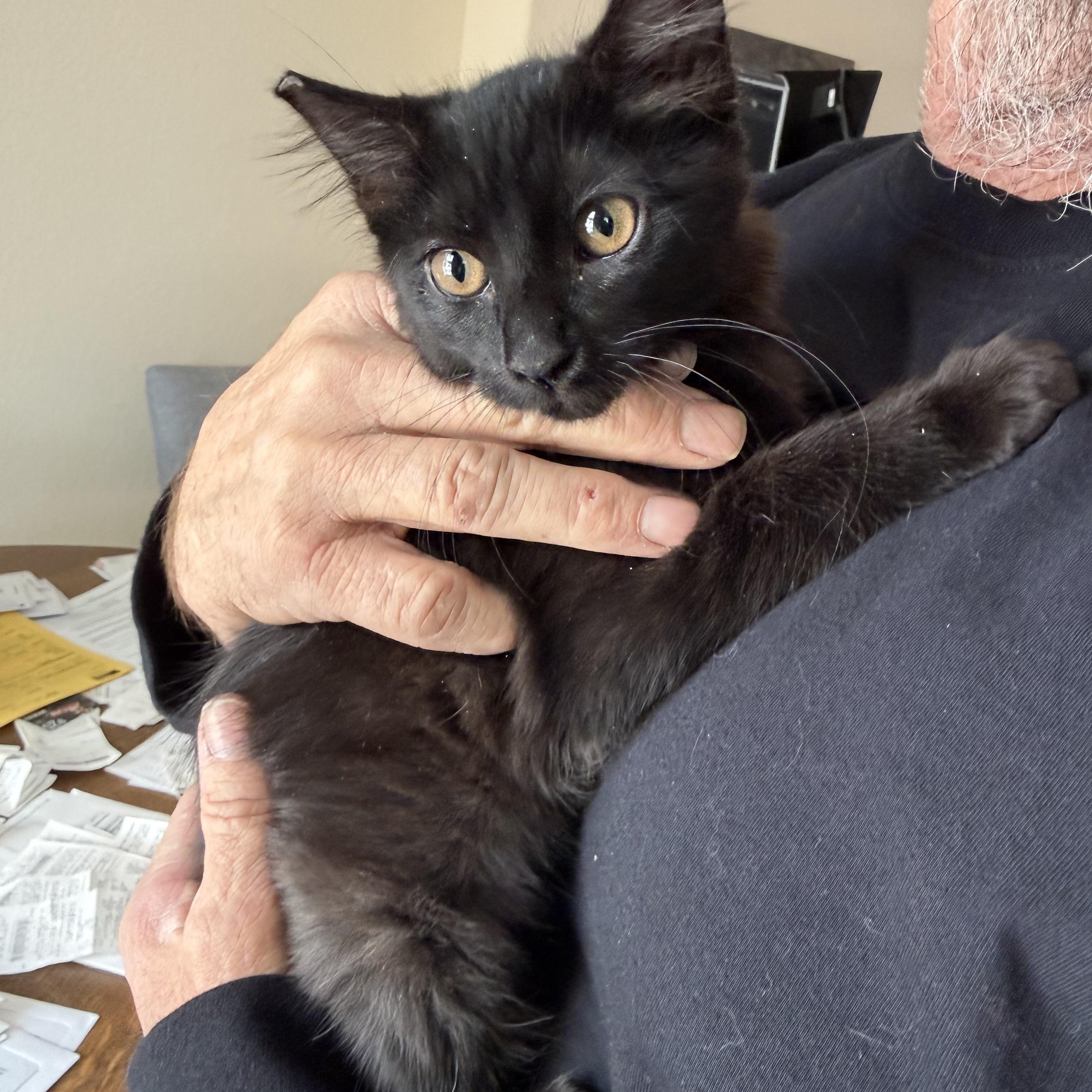 Wrap Me Up! , ADOPTABLE, Kitten Female Domestic Medium Hair.