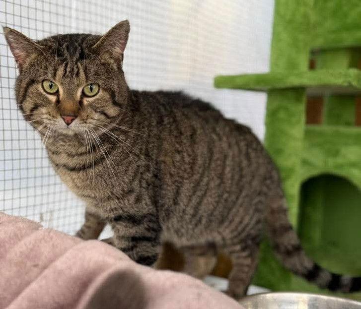Tom Tom, Adoptable, Adult Male Domestic Short Hair & Tabby.