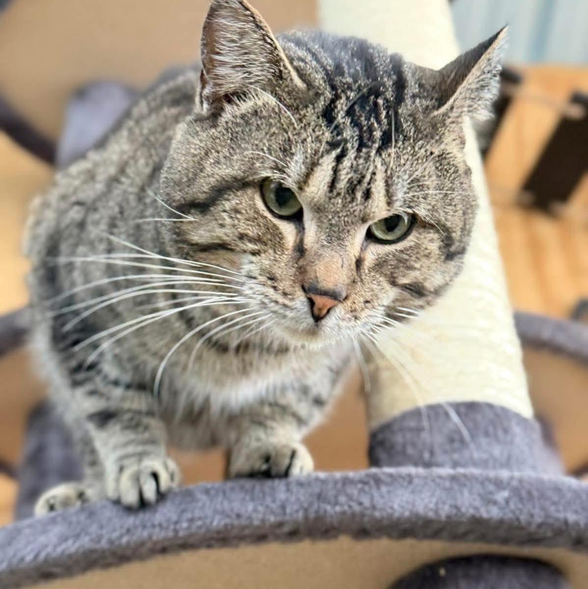 Enlarge Tom Tom, a Adoptable mixed breed in Forest Lake, MN image 2/2