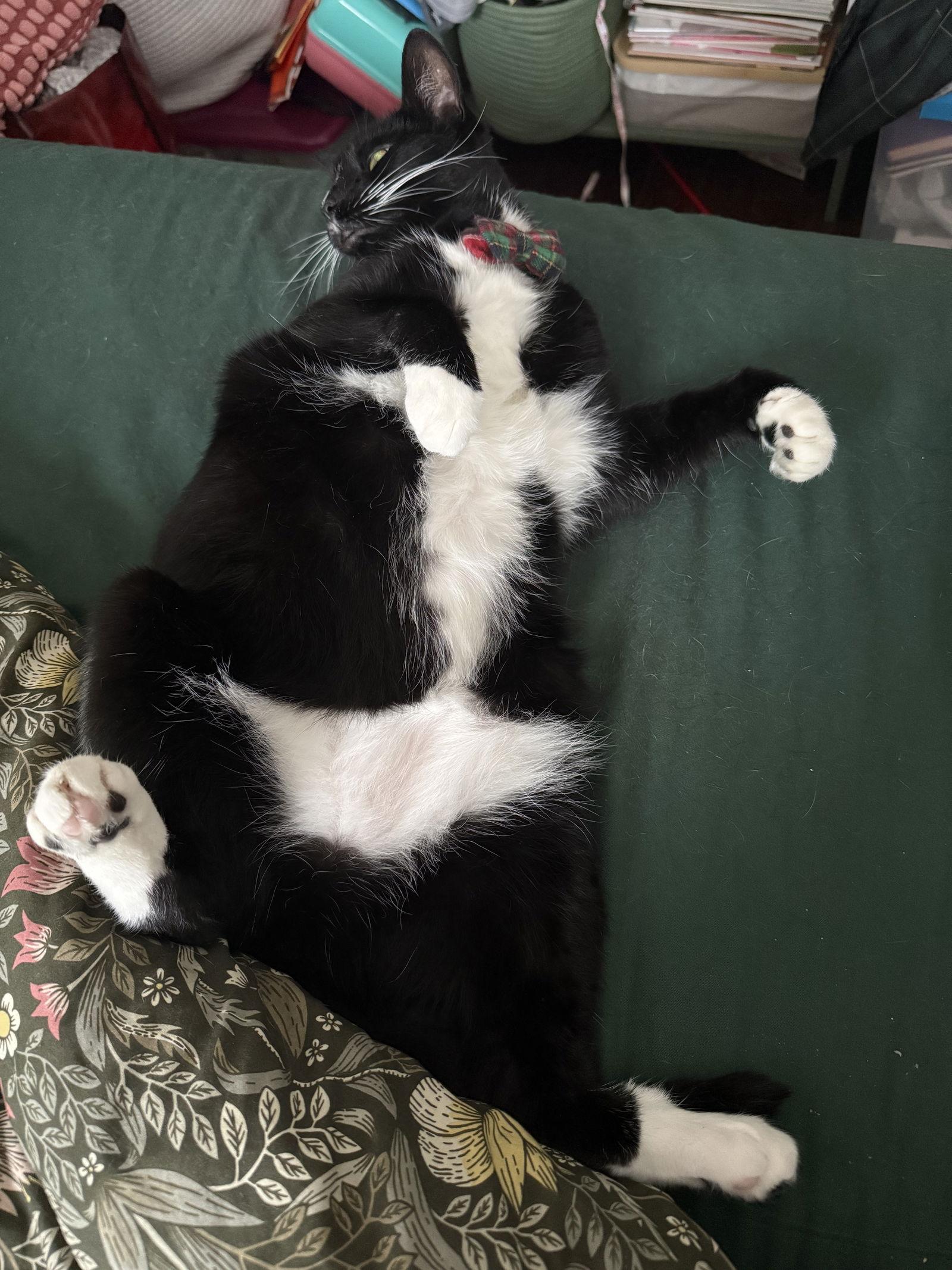 Enlarge Nance, a Adoptable Domestic Short Hair in Philadelphia, PA image 1/3