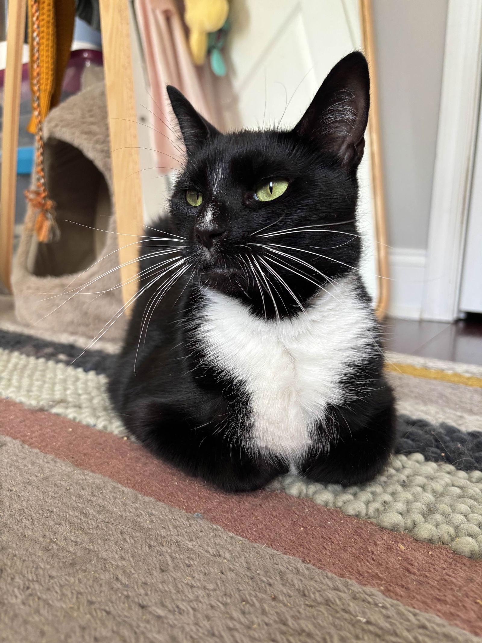 Nance, Adoptable, Adult Female Domestic Short Hair.