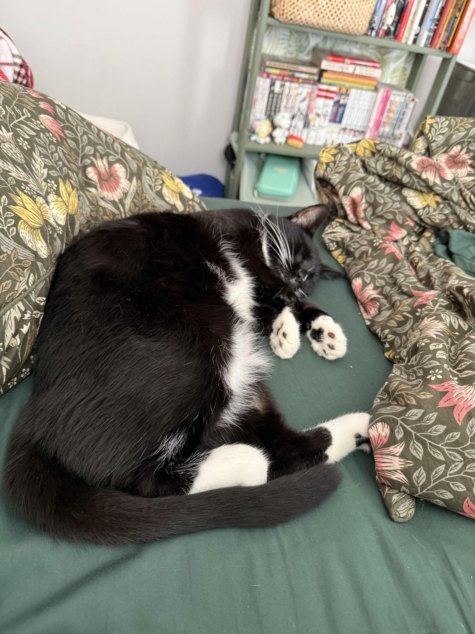 Enlarge Nance, a Adoptable Domestic Short Hair in Philadelphia, PA image 3/3