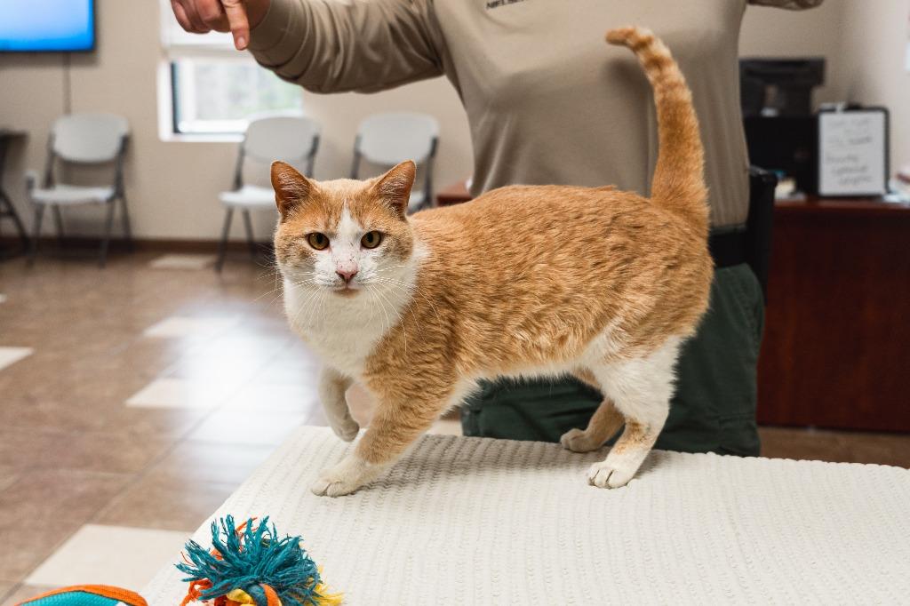 Enlarge Freddy, a Adoptable mixed breed in Mocksville, NC image 1/6