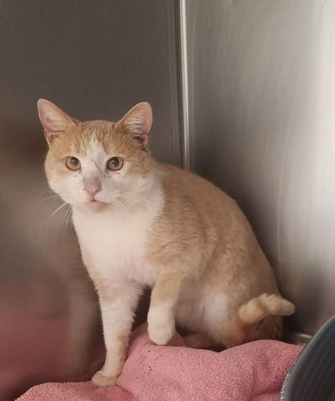 Enlarge Freddy, a Adoptable mixed breed in Mocksville, NC image 1/2