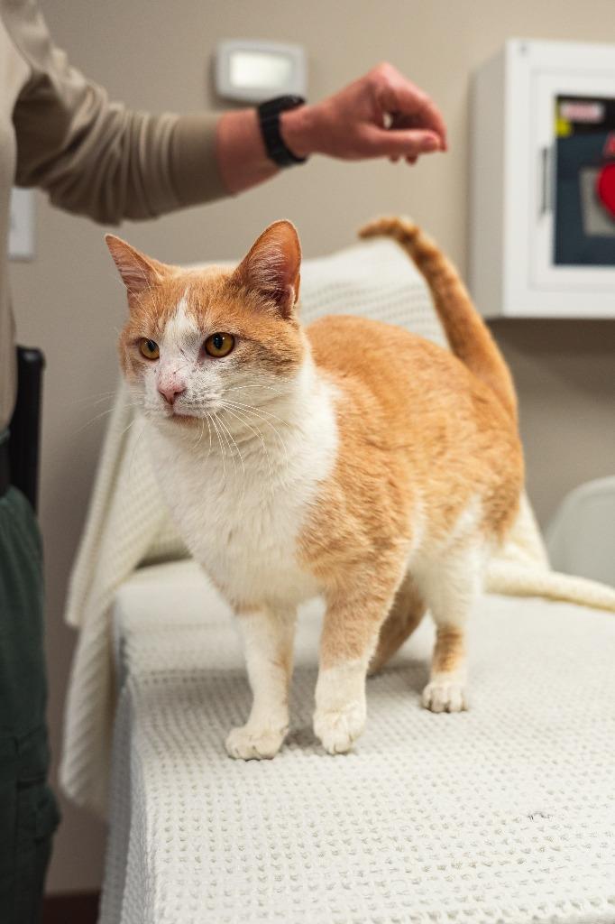 Enlarge Freddy, a Adoptable mixed breed in Mocksville, NC image 3/6