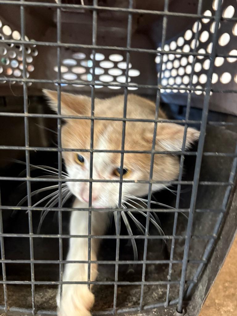 Enlarge Freddy, a Adoptable mixed breed in Mocksville, NC image 2/2