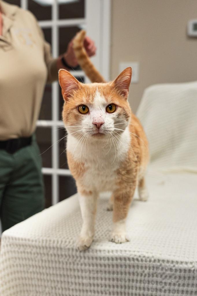 Enlarge Freddy, a Adoptable mixed breed in Mocksville, NC image 5/6