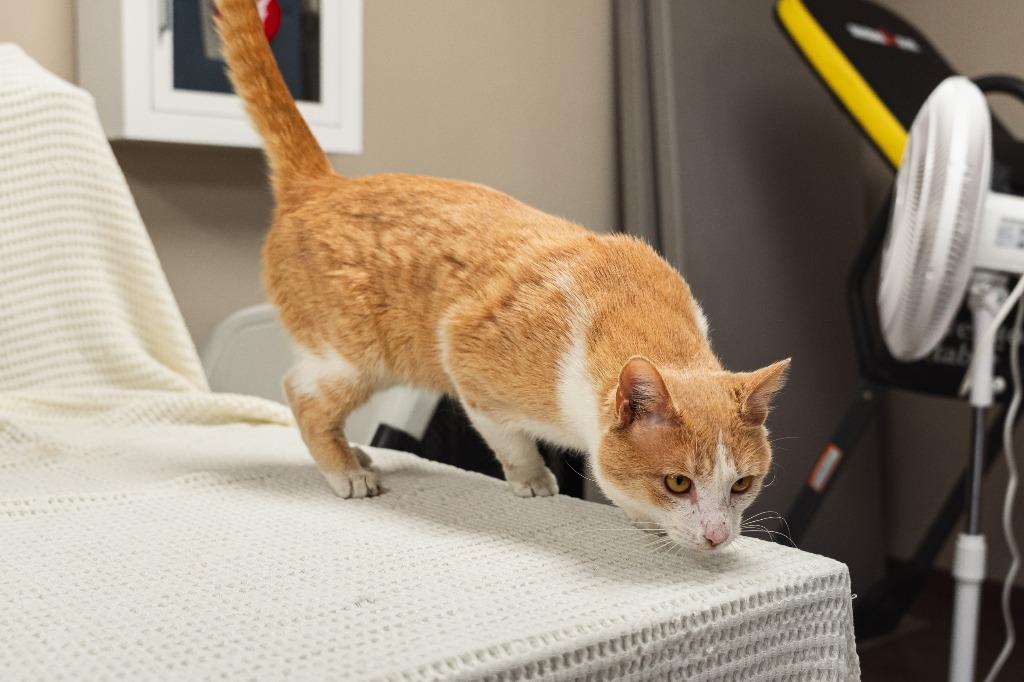 Enlarge Freddy, a Adoptable mixed breed in Mocksville, NC image 6/6