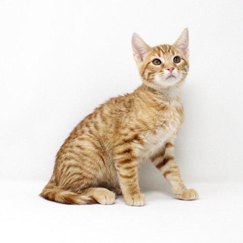 Enlarge Goliath, a Adopted Domestic Short Hair in Florence, AZ image 1/1