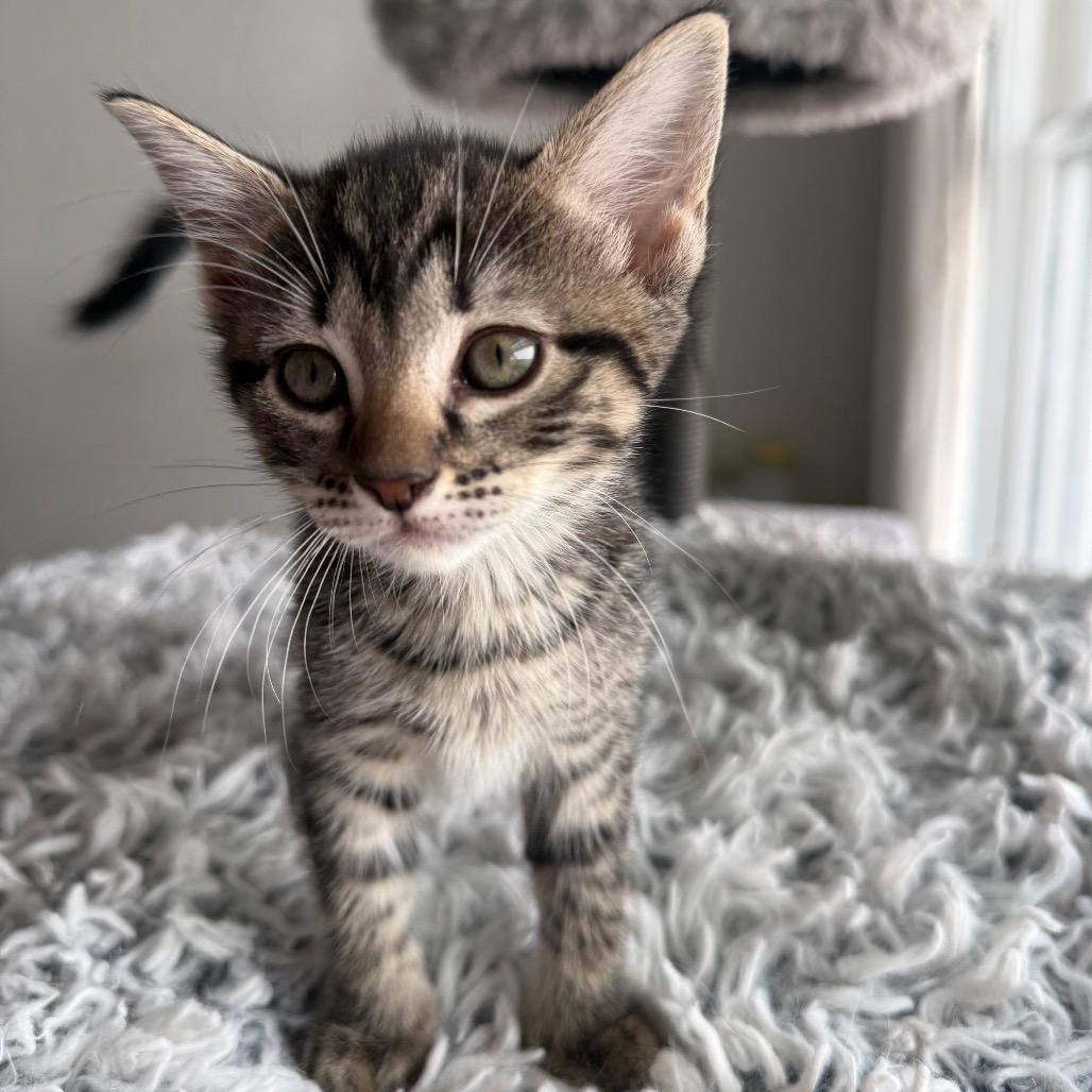 Allegro, Adoptable, Kitten Female Domestic Short Hair.