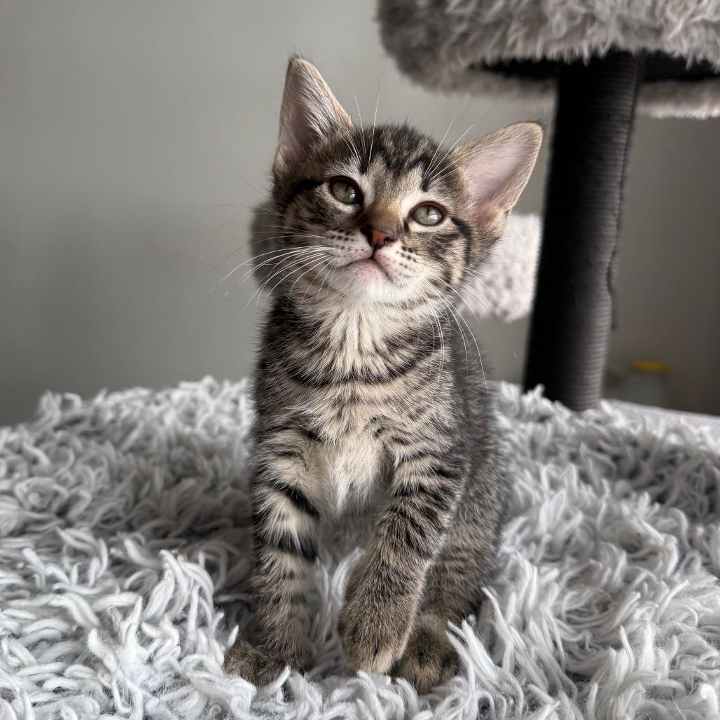 Enlarge Allegro, a Adoptable Domestic Short Hair in Seminole, FL image 2/4
